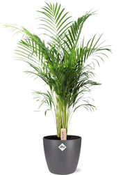 Dypsis lutescens (Areca) - Ø24cm - ↕110cm + Pot Bruxelles D25x23cm - Anthracite