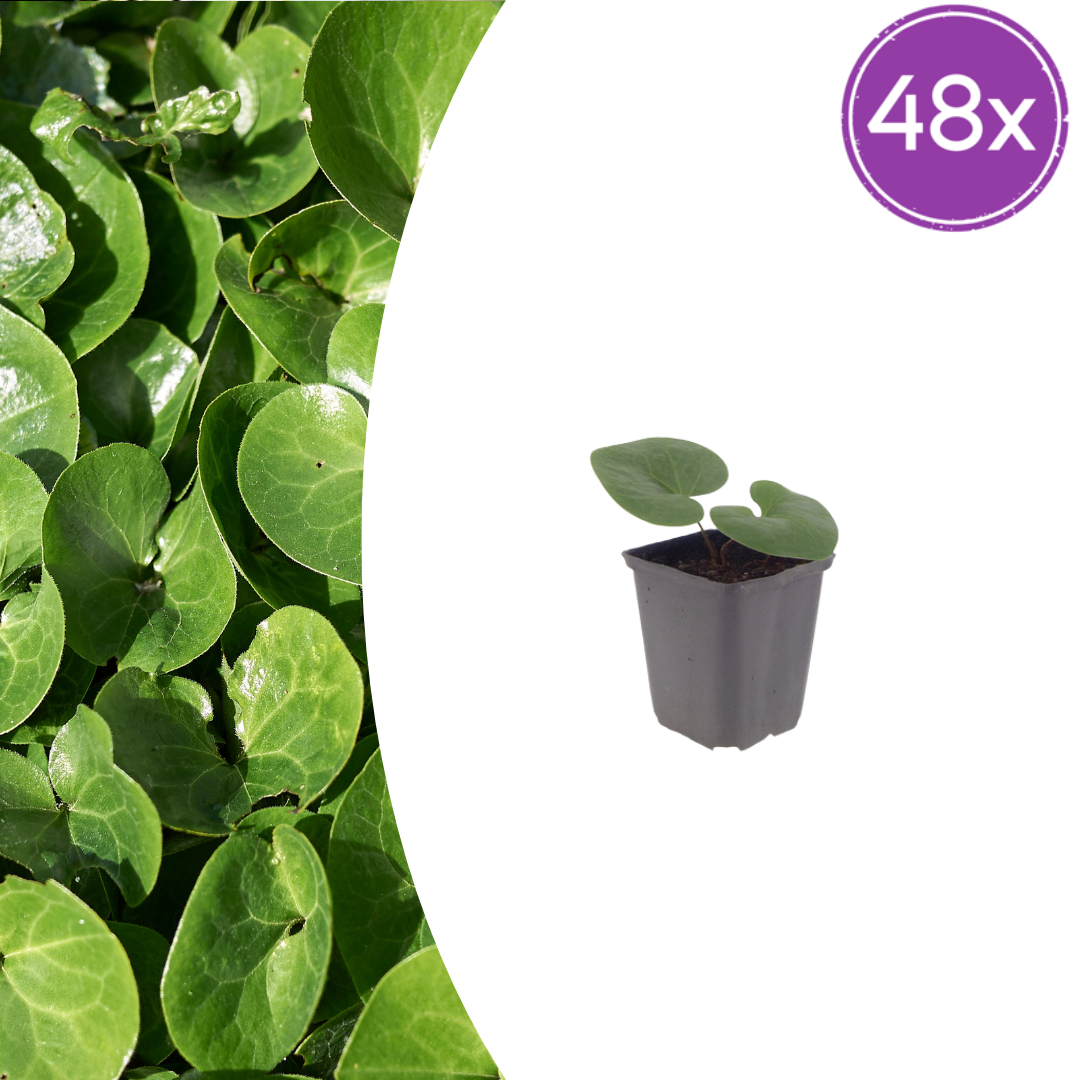 48x Asarum europaeum - ↕10-25cm - Ø9cm
