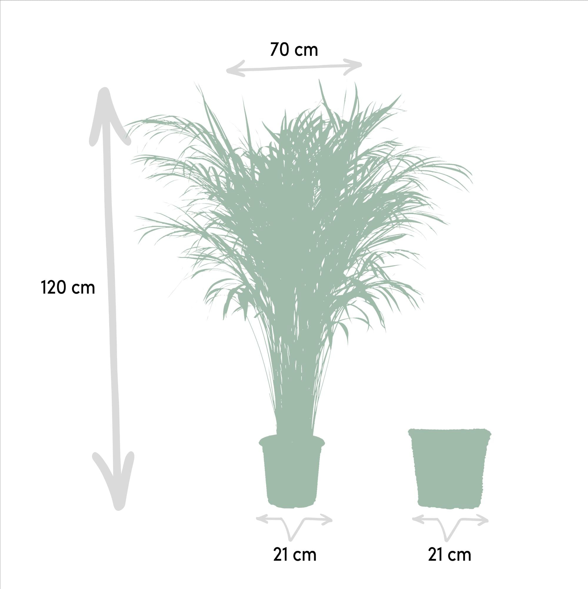 Areca con cestino - ↨110cm -Ø21cm