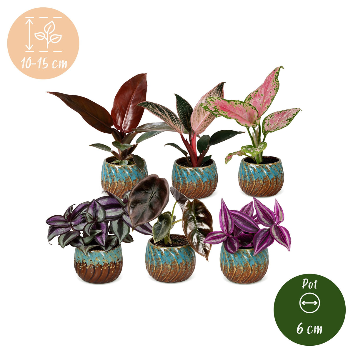 Baby Planten Paradise Mix - Diversen 6x - Tropisch - incl. Copper Reef - Ø6cm - ↕10-15cm