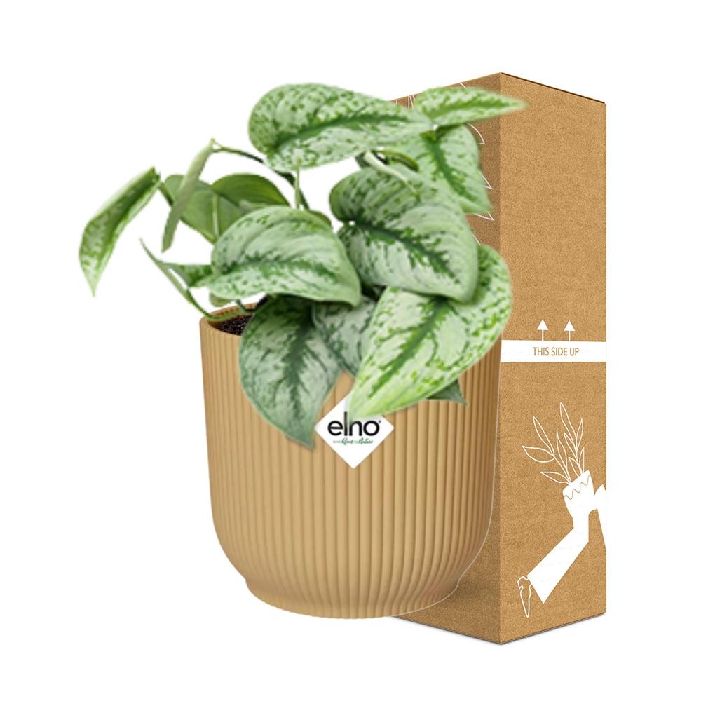 Scindapsus Pictus 'Trebie' in ELHO Vibes Fold 14cm gelb