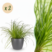 Cyperus alternifolius Zumula - Kattengras - Huisdiervriendelijke Plant - Groen - 2 Planten - met Potter Grijs - Pot 12cm - Hoogte 20cm