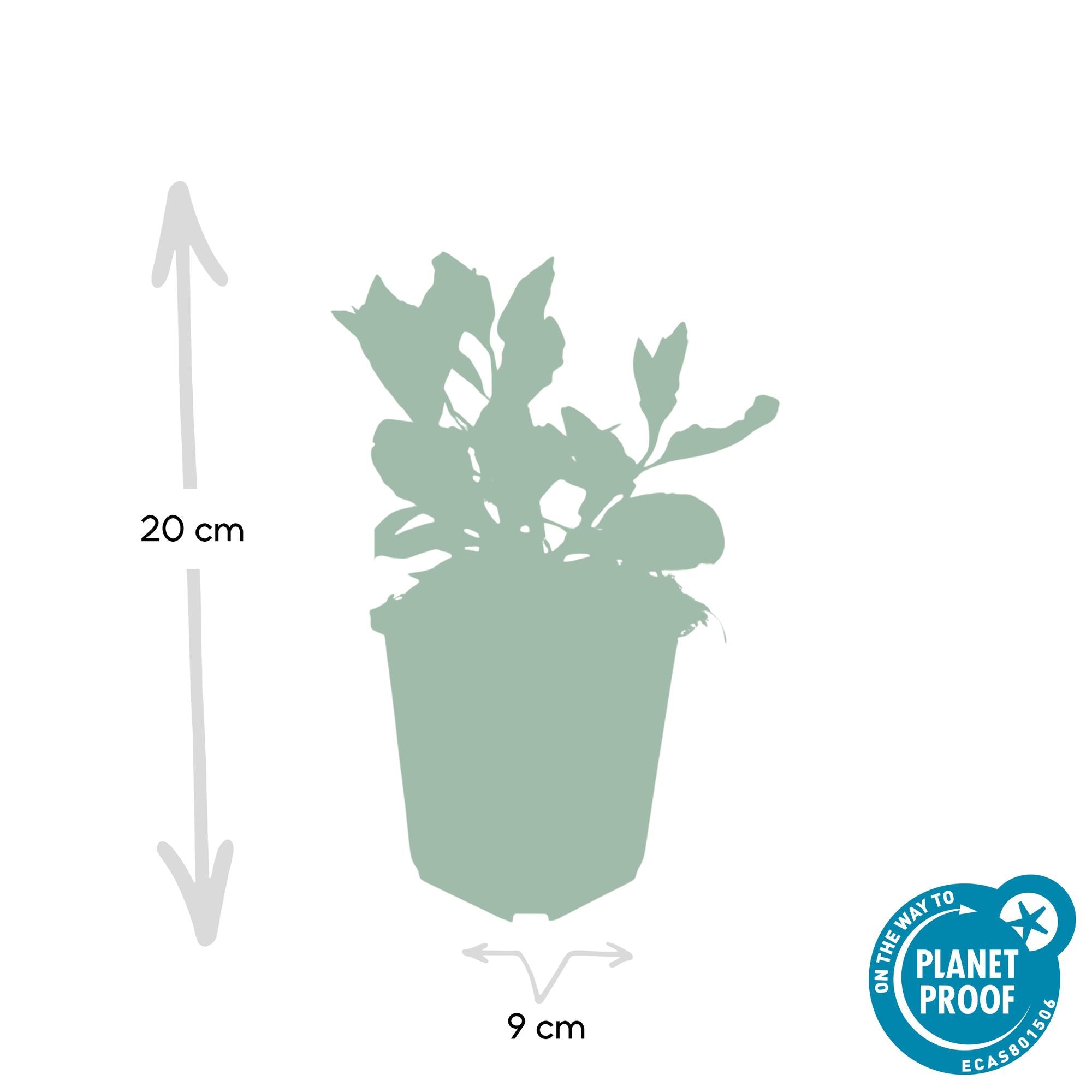 6x Aster ageratides 'Asran' - ↕10-25cm - Ø9cm