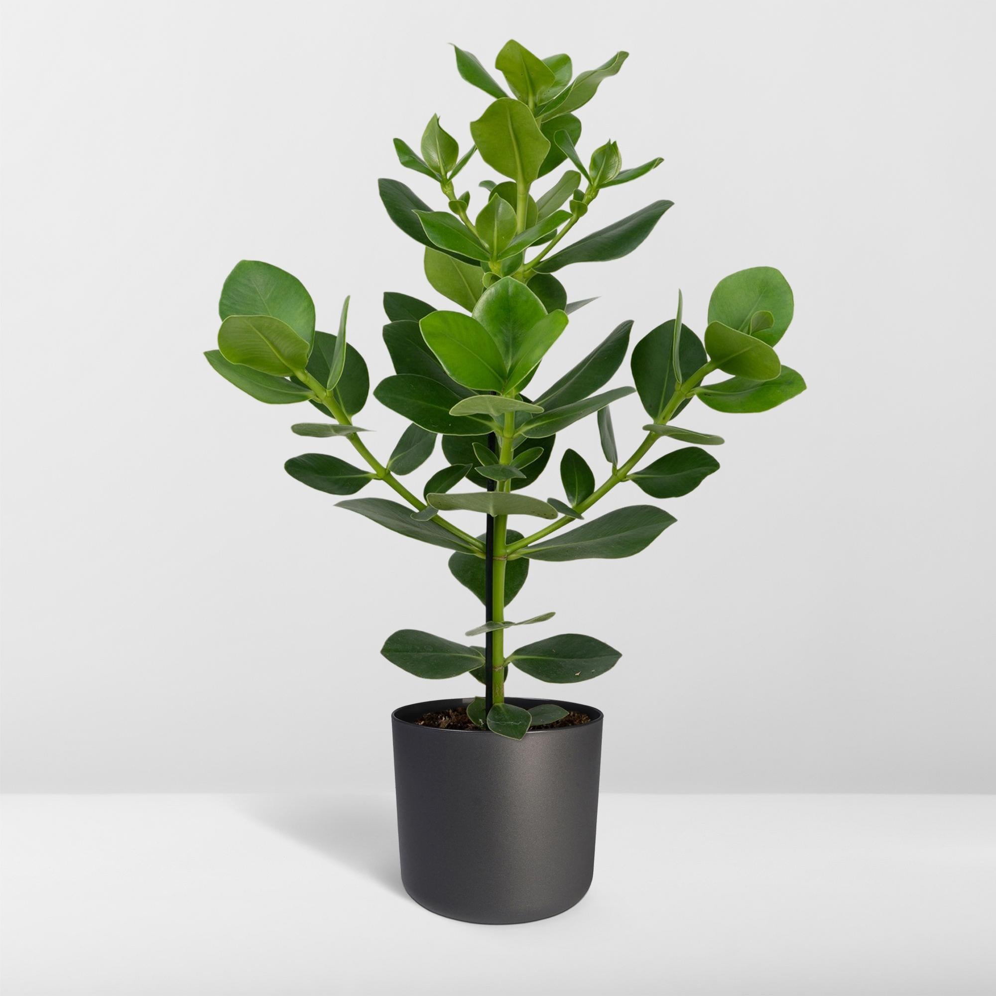 Clusia Rosea Princesa - Ø17cm - ↕60cm