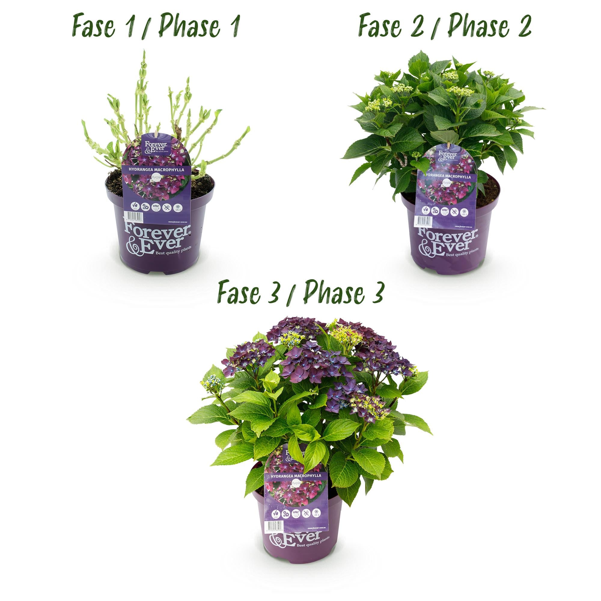 Green boutiQ - Pianta da patio - Ortensia - Hydrangea Forever & Ever - Viola - 7-12 fiori - Vaso 23 cm Altezza 55 cm