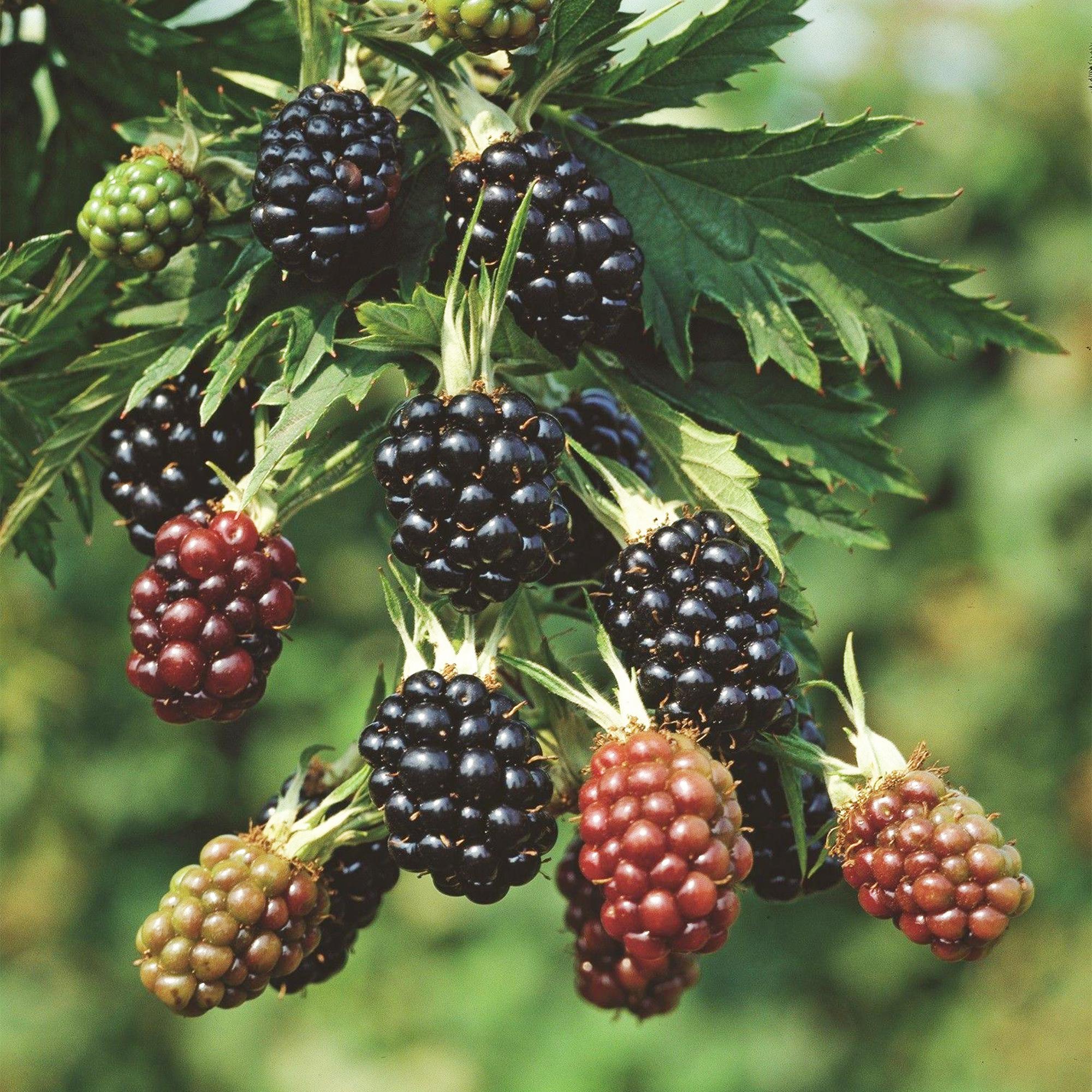 Rubus fruticosus Thornless Evergreen - Bramenplant - Doornloos - Zwarte Braam - 2 Planten - Pot 15cm - Hoogte 50cm