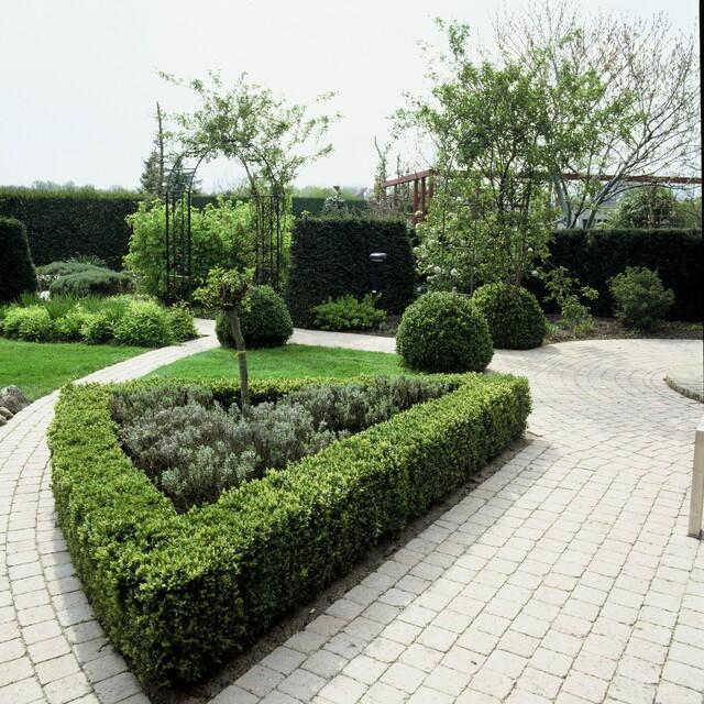 6x Buxus Sempervirens - ↕10-25cm - Ø9cm