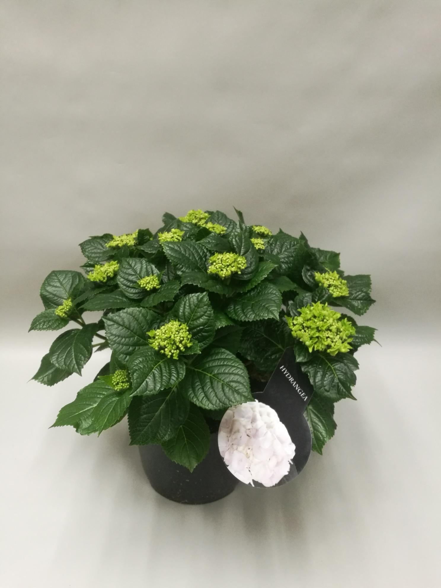 Hydrangea Crystal Palace - Ø23cm - ↕45cm