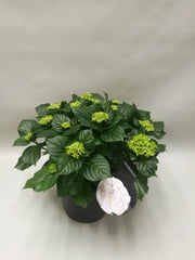 Hydrangea Crystal Palace - Ø23cm - ↕45cm