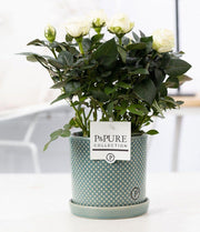 Rosa White In P&PURE Lauren Ceramics - Ø12cm - ↕30cm