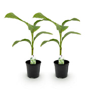 Bananen plant - Musa Basjoo - Winterhard - 2 planten - Pot 17cm Hoogte 40cm
