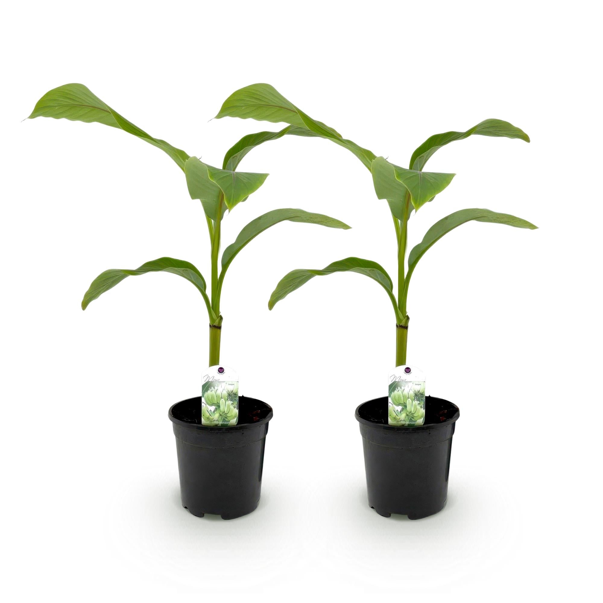 Bananen plant - Musa Basjoo - Winterhard - 2 planten - Pot 17cm Hoogte 40cm