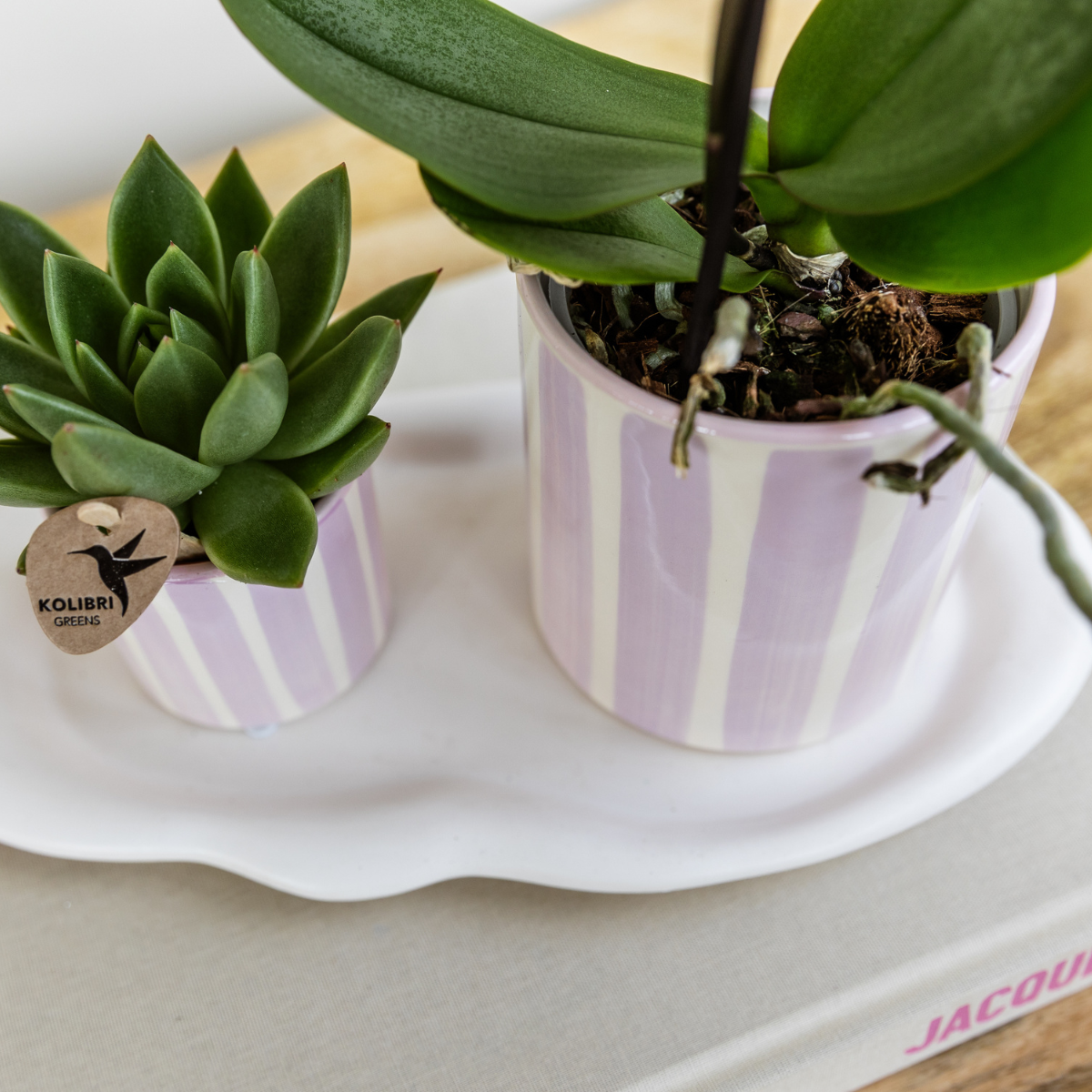 Kolibri Orchids | Orchidea Phalaenopsis rosa Portogallo + vaso Painted Stripe rosa - dimensioni del vaso Ø9cm | pianta da appartamento fiorita - fresca dal coltivatore