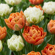 12x Tulipa lysestage - Blomsterløg - Tulipanlysestage - Diverse - Forårsblomstrende - Pærestørrelse 11/12