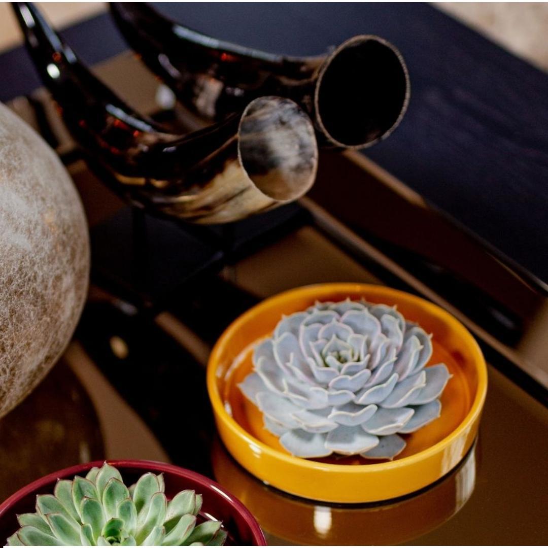 Rootless Succulent Echeveria Pulidonis in bowl 'yellow' Ø20 cm - ↕5 cm