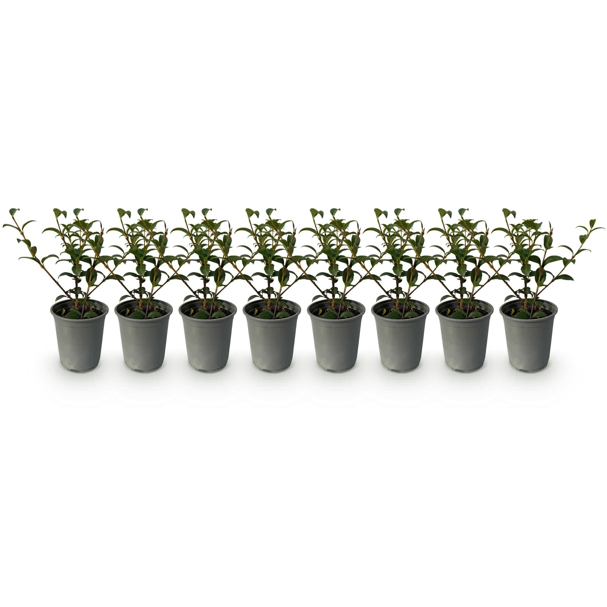 Osmathus burkwoodii - blad groen - 8 planten - 1 strekkende meter - groenblijvend - pot 9cm hoogte 25-30cm