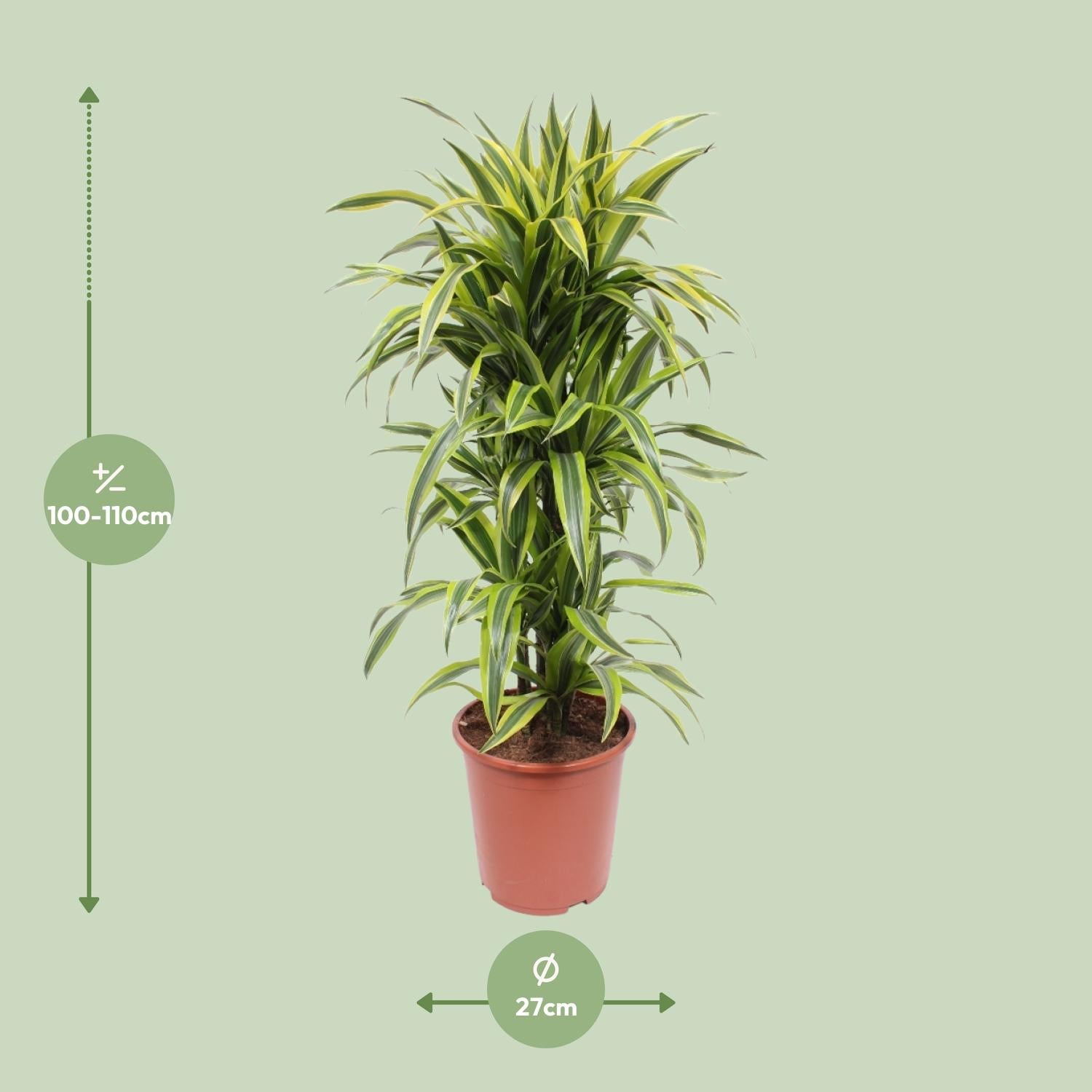 Dracaena Citron Vert - Ø27cm - ↕110cm