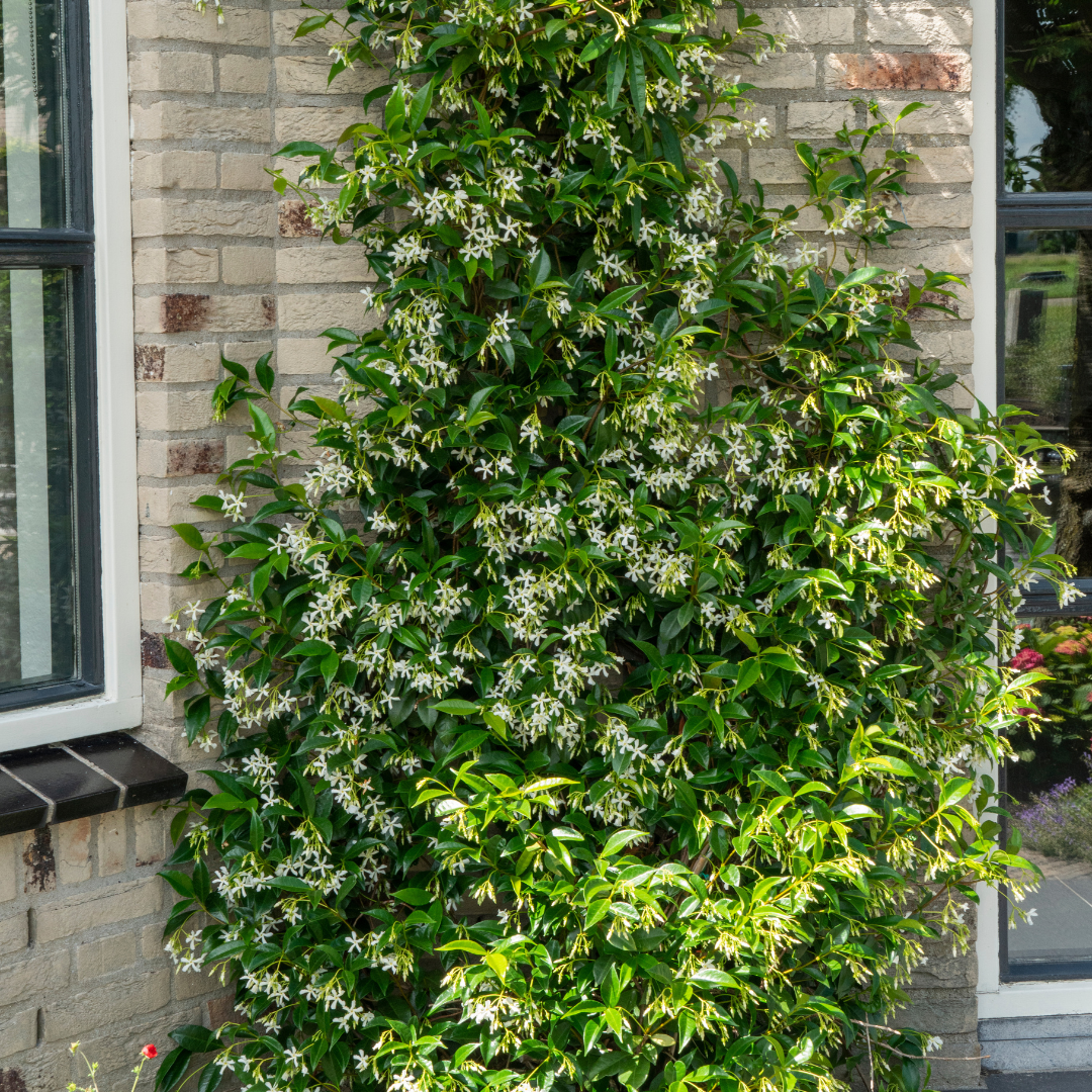 Trachelospermum jasminoides 'Star of Venice'  23cm