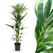 Howea Forsteriana - Kentia Palm - Weinig Onderhoud - Groen - 1 plant - Pot 24cm - Hoogte 140-150cm
