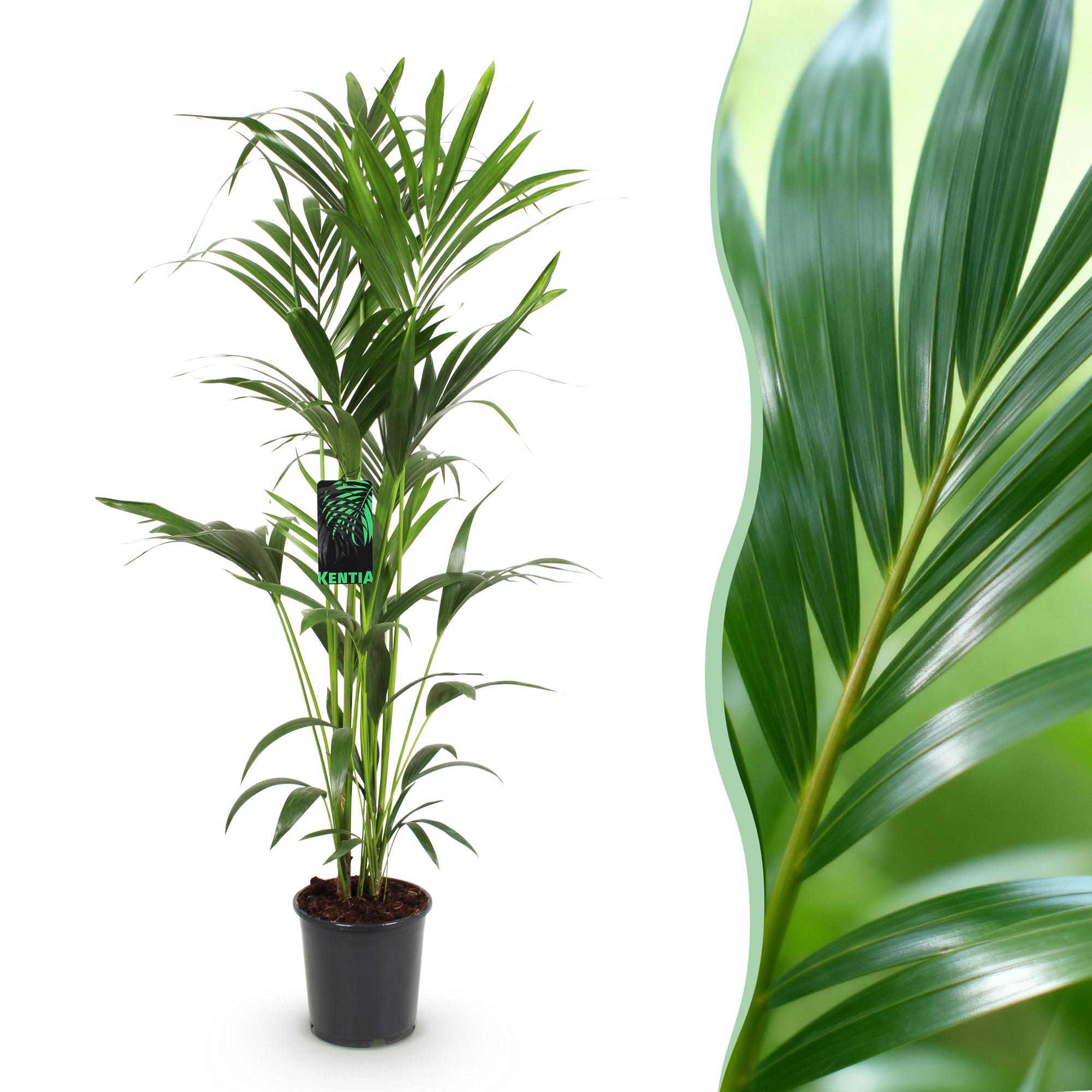 Howea Forsteriana - Kentia Palm - Weinig Onderhoud - Groen - 1 plant - Pot 24cm - Hoogte 140-150cm