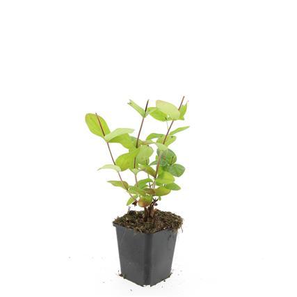 24x Hypericum inodorum 'Beauté' - ↕10-25cm - Ø9cm