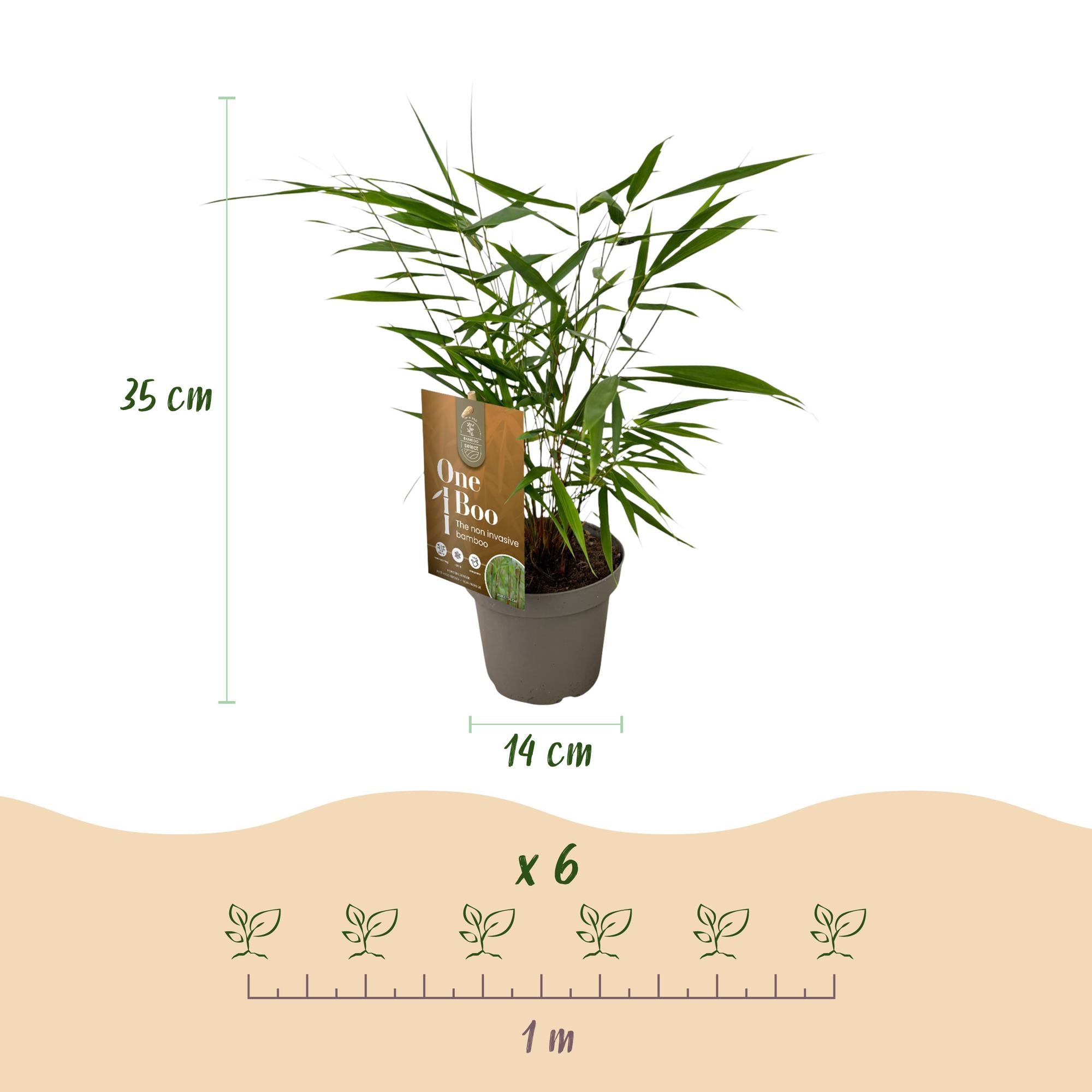 Fargesia Asian Wonder - Niet Woekerende Bamboe - Bladhoudend - Groen - 2 Planten - Pot 14 cm - Hoogte 35 cm