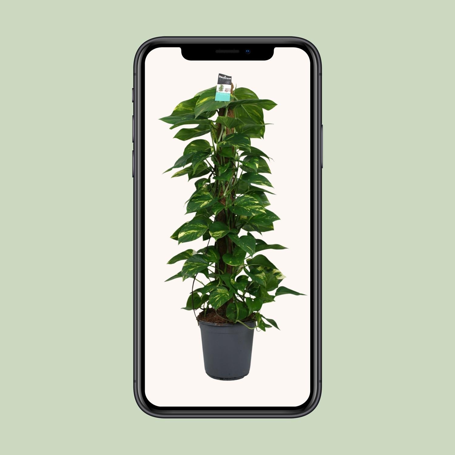 Scindapsus (Epipremnum) - Ø24 cm - ↕120 cm