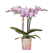 Kolibri Orchids | Roze Phalaenopsis Orchidee - Mineral Chamberry - Ø9 cm
