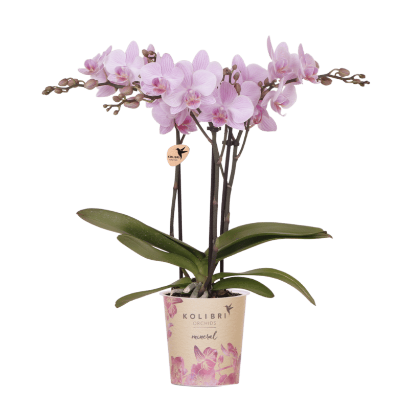 Kolibri Orchids | Roze Phalaenopsis Orchidee - Mineral Chamberry - Ø9 cm
