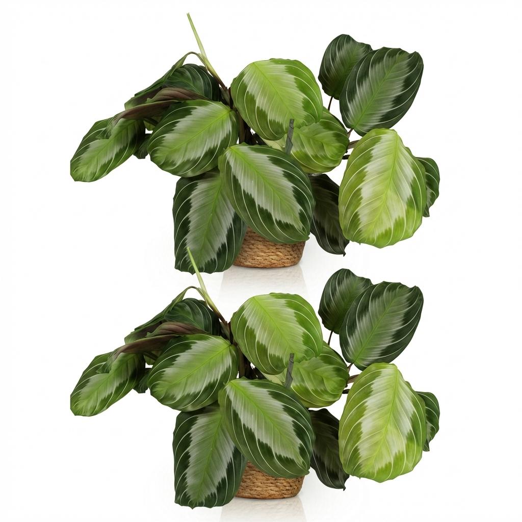 Maranta Fascinator Silverband - Gebedsplant - Huisdiervriendelijke Plant - Groen - 2 Planten - met Mand - Pot 12cm - Hoogte 25cm