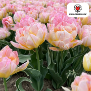 Tulpenbollen Password – 20 Stuks | KH Bloembollen® | Roze Dubbelbloemige Tulp – Vol, Zacht & Romantisch – Voor Tuin of Pot – Maat 11/12 – Vers van de Teler