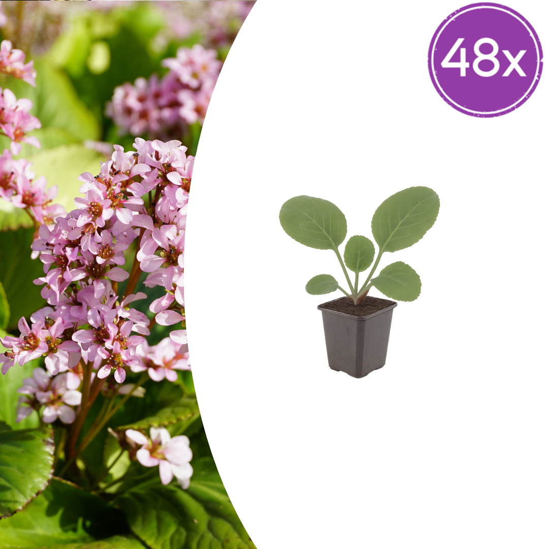 48x Bergenia cordifolia - ↕10-25cm - Ø9cm