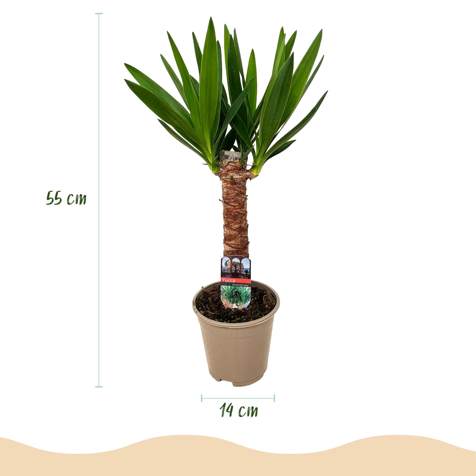 Yucca elephantipes - Weinig onderhoud - Groen - 2 - Pot 14cm - Hoogte 55cm