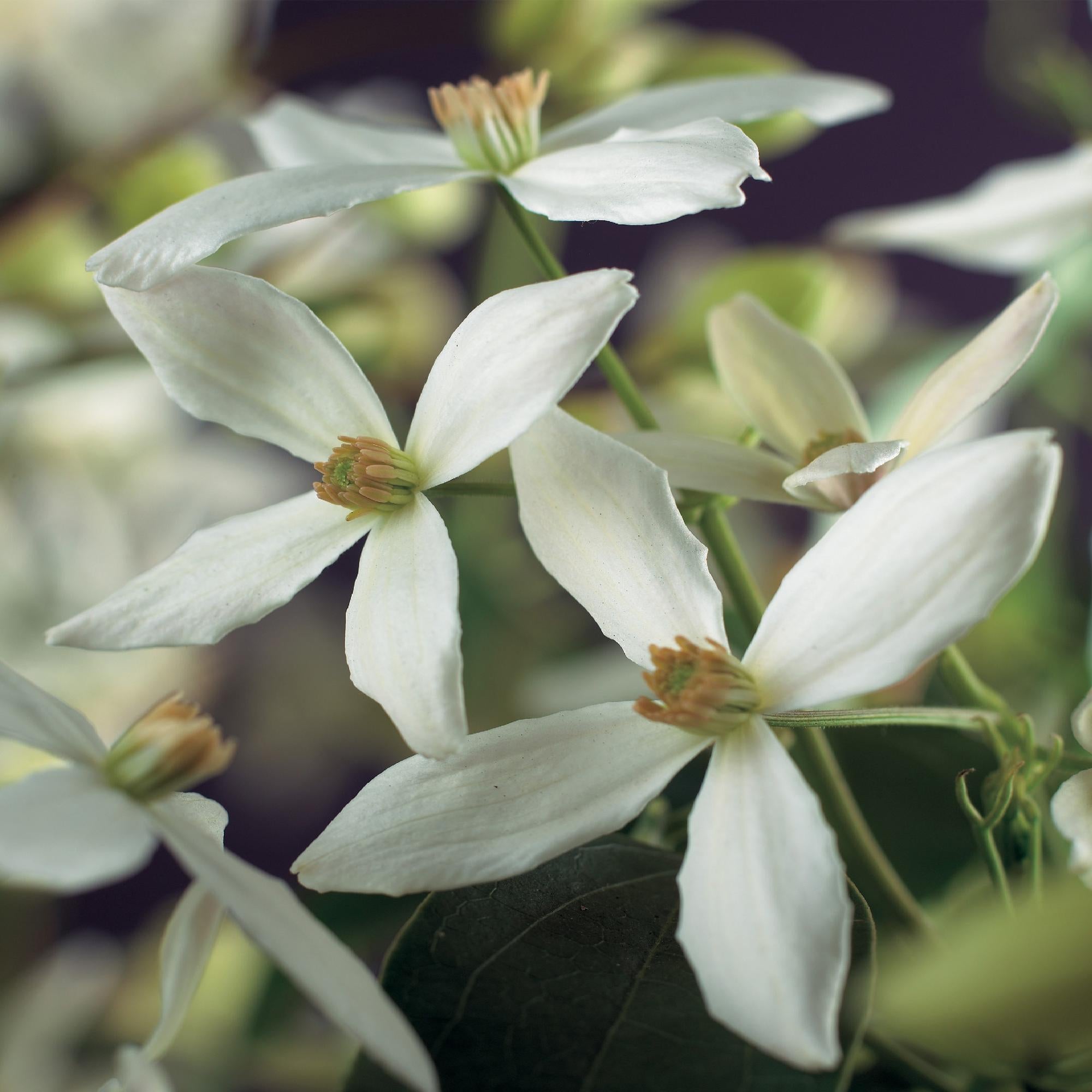 Clematis armandii - Bloem Wit - Groenblijvend - Weinig onderhoud - 1 plant Pot 11cm Hoogte 40cm