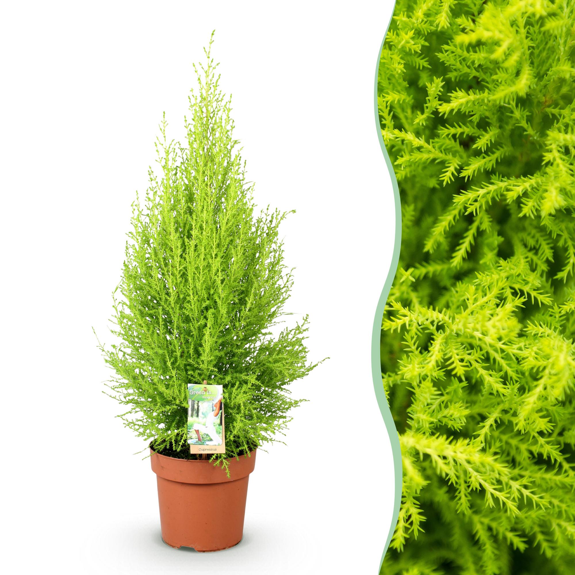 Cupressus Gold Crest Wilma - Kamer conifeer - Weinig onderhoud - Groen - 1 Plant - Pot 21cm - Hoogte 85-95cm