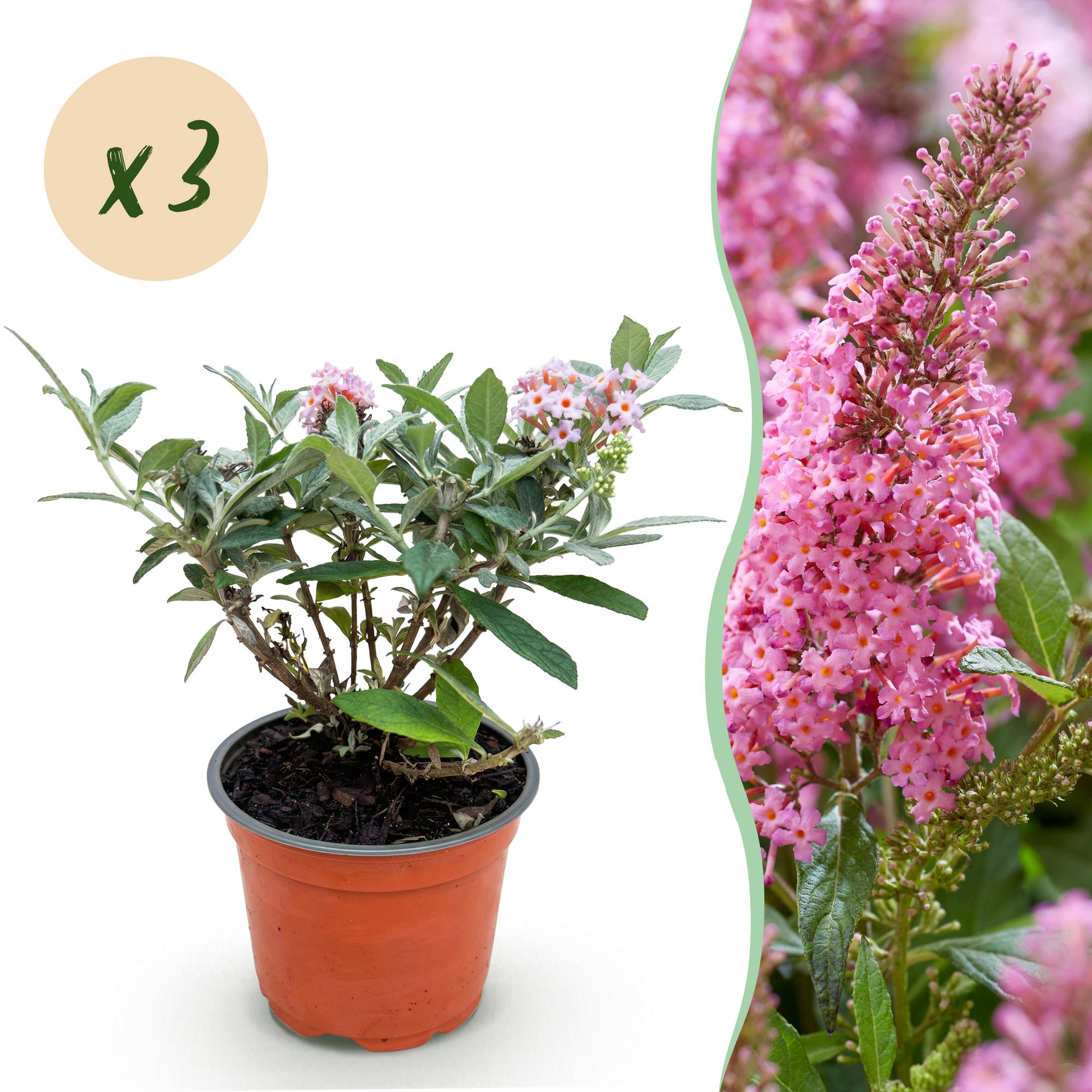 Buddleja davidii Butterfly Candy Little Pink - Vlinderstruik - Compact - Roze - 3 Planten - Pot 12cm - Hoogte 20-25cm