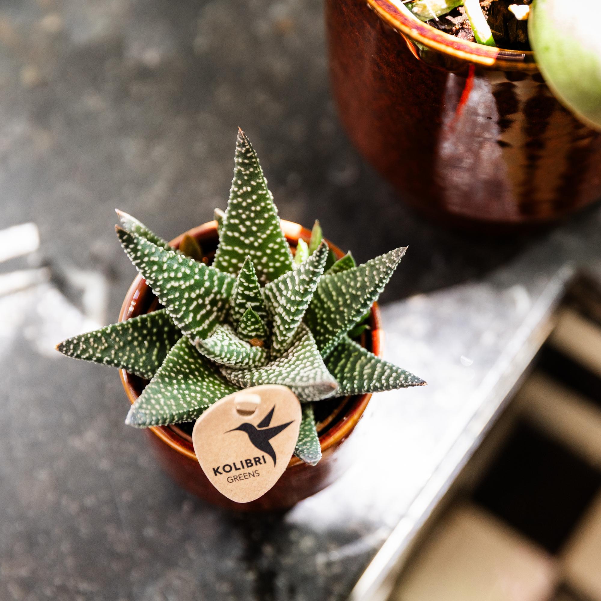 Kolibri Greens | Grüne Pflanze – Sukkulente Haworthia Royal Highness, Topfgröße Ø 6 cm | Grüne Zimmerpflanze – frisch vom Züchter