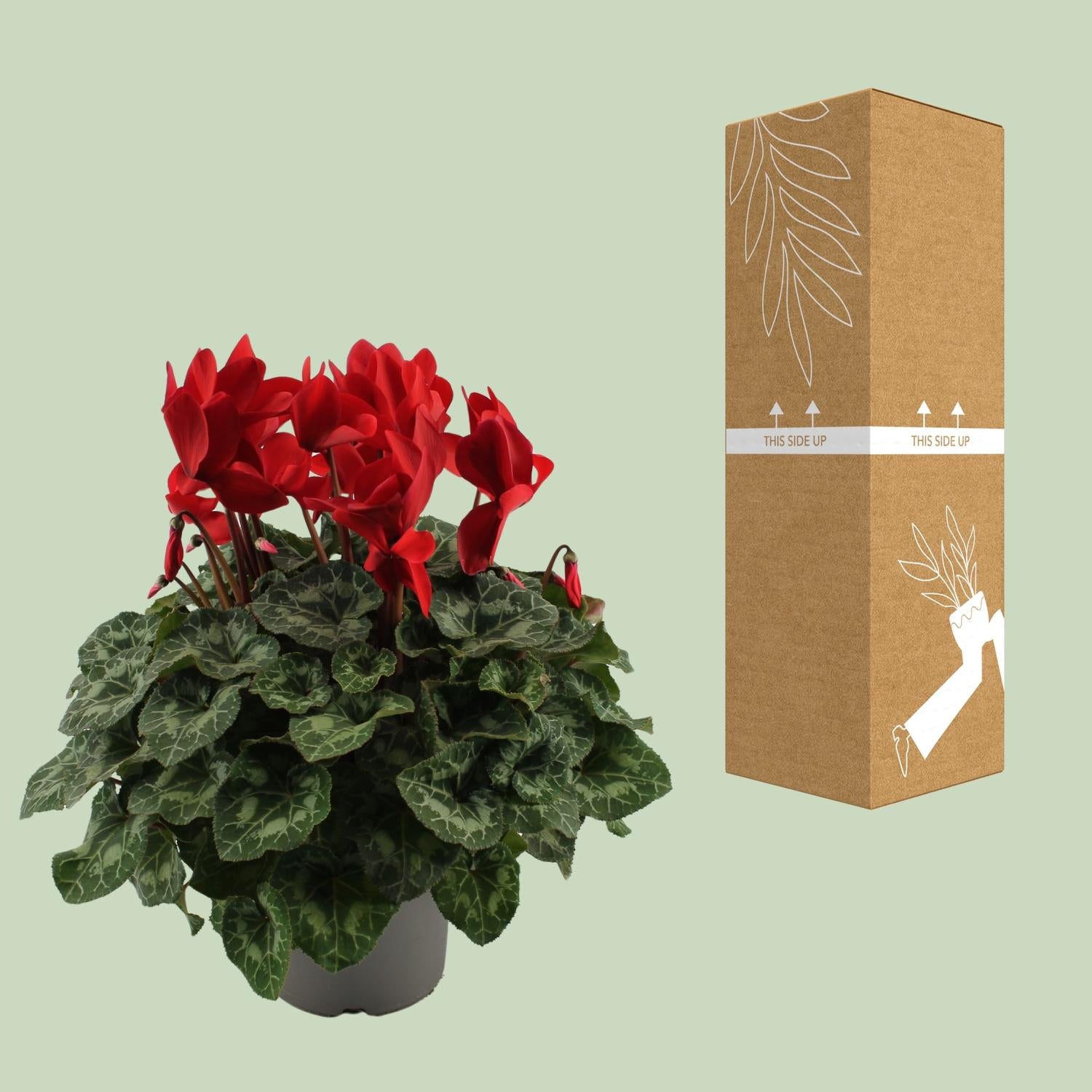 Cyclamen rouge - Ø17cm - ↕40cm