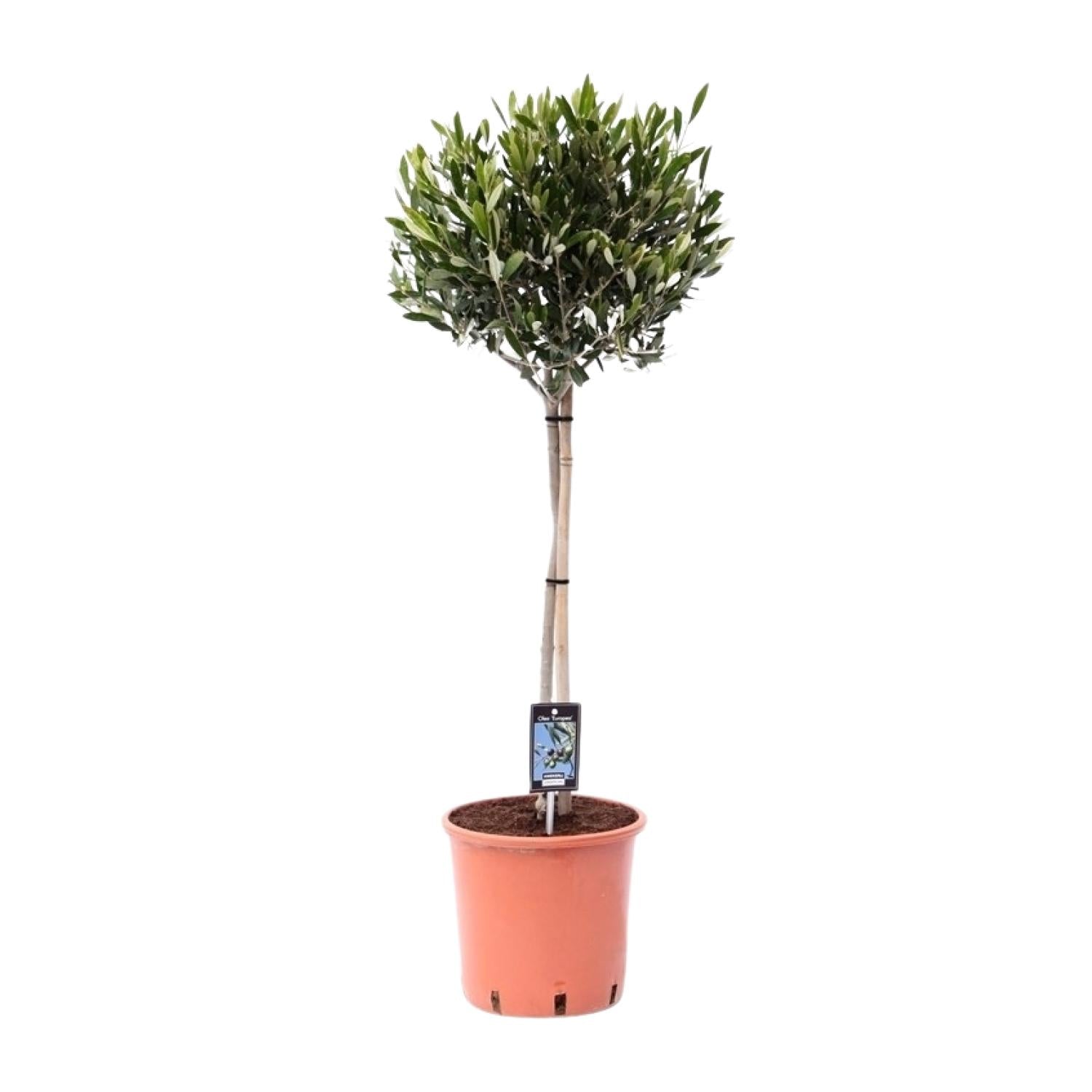 Olea Olivo - Ø22cm - ↕100cm