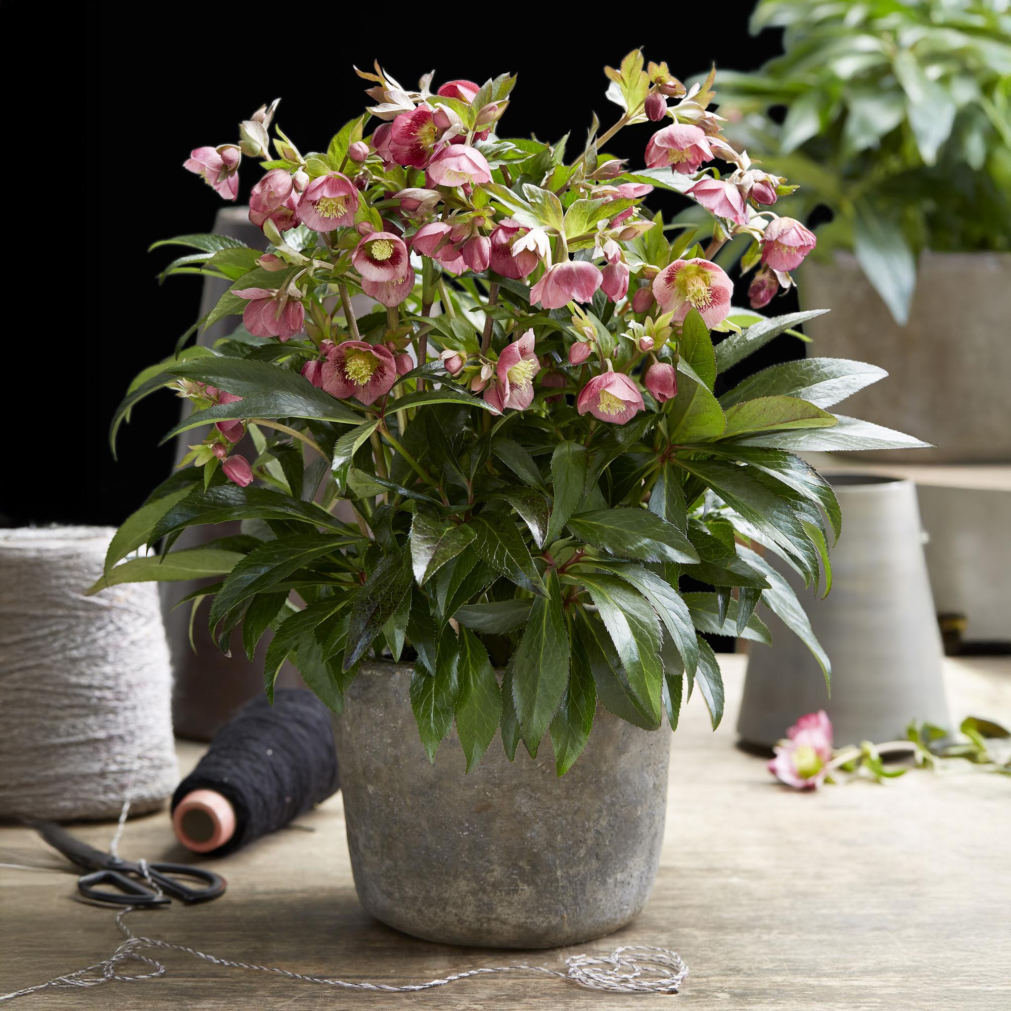 Lenten Rose - Helleborus Dacaya - Roze Bloem - Groenblijvend - Pot 19cm Hoogte 50cm