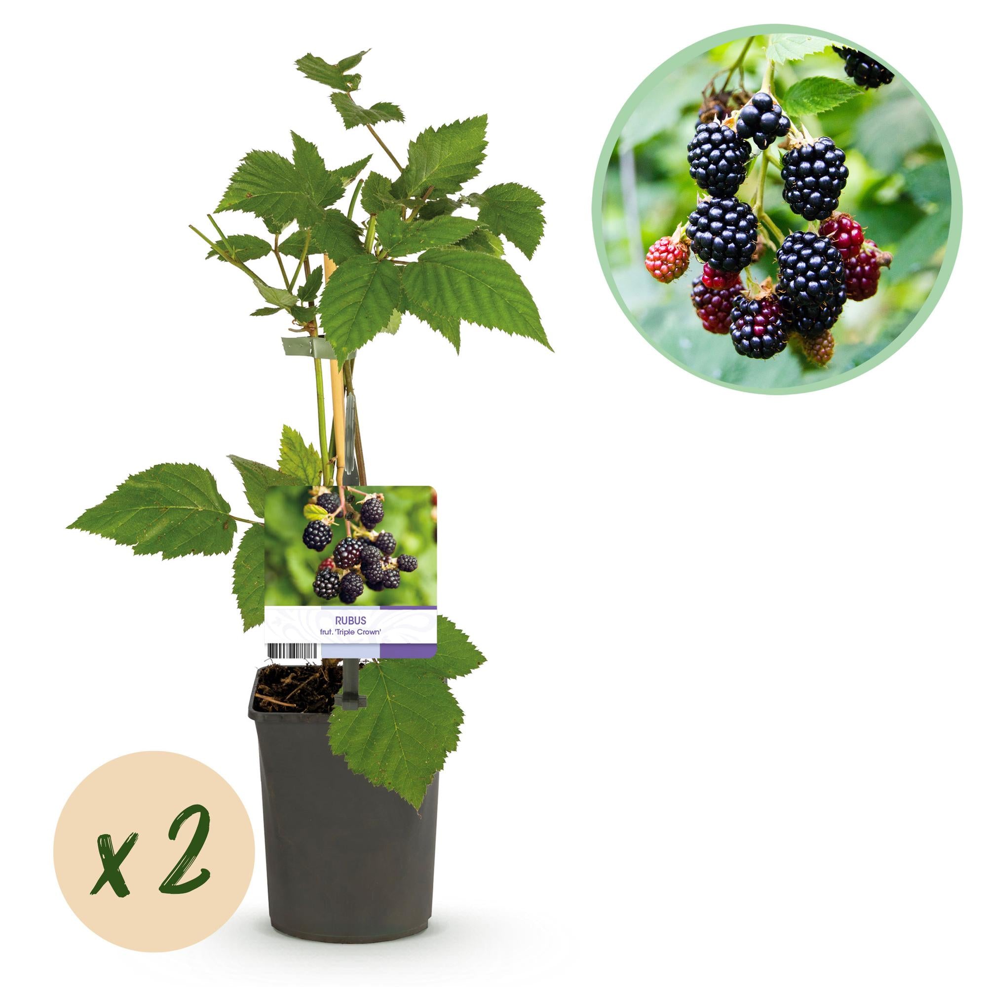 Green boutiQ - Pianta da frutto - Mora - Rubus fruticosus Triple Crown - Mora - Senza spine - 2 piante - Vaso 11 cm Altezza 40 cm
