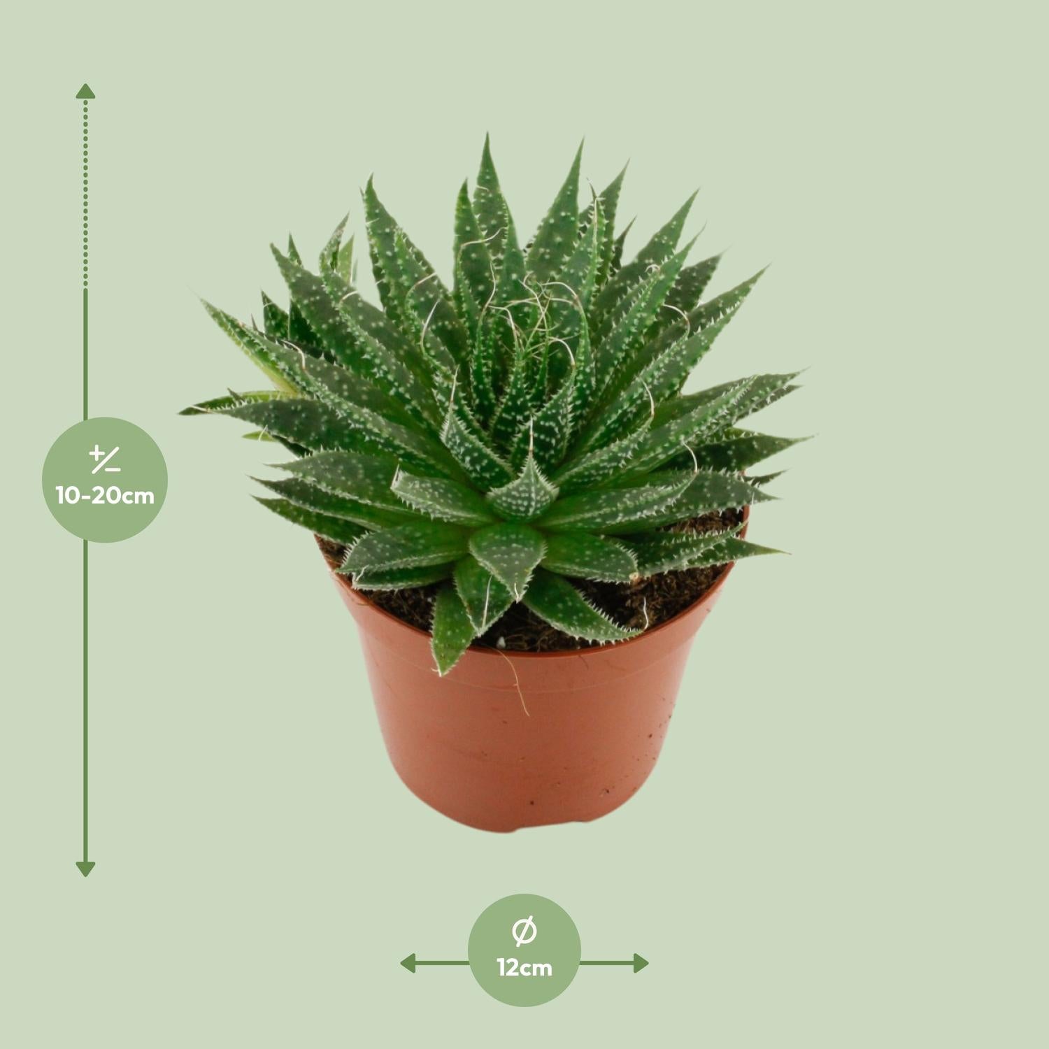 Aloe Aristata - Ø12cm - ↕20cm