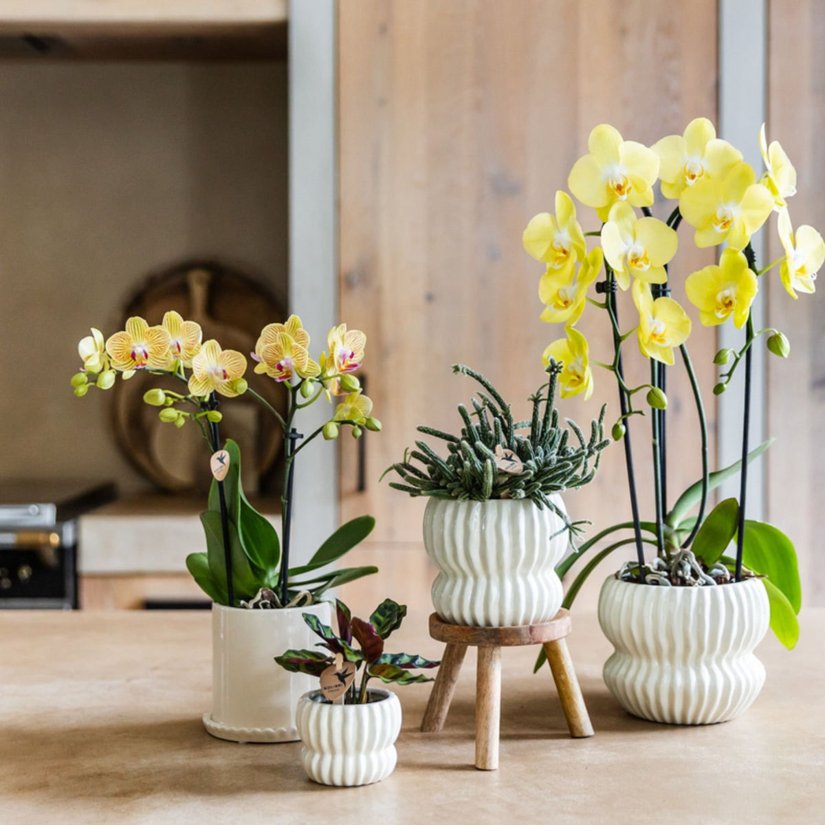 Kolibri Orchids | Gele Phalaenopsis Orchidee - Blossom Lima in Melody Sierpot - Ø9 cm