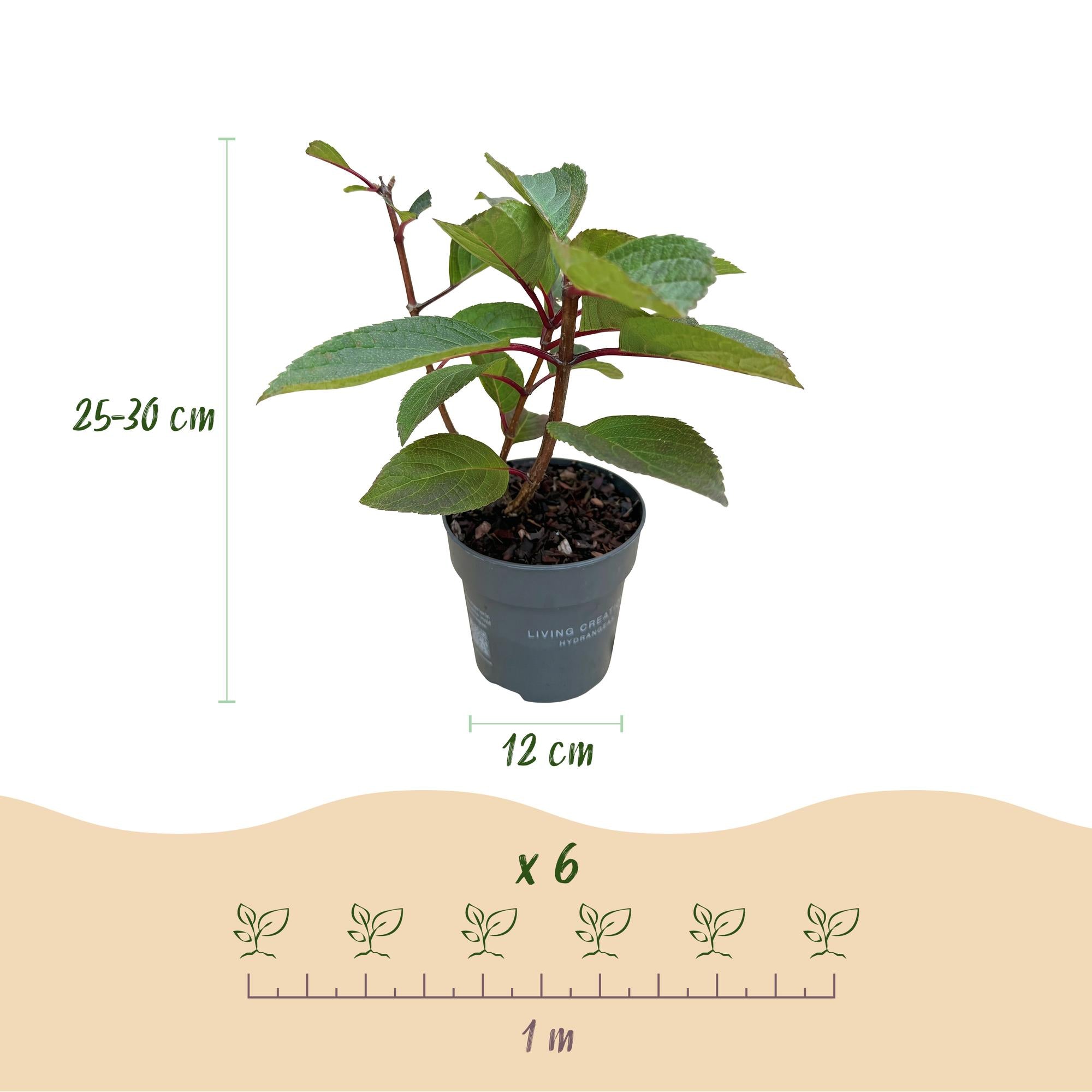 Hydrangea panniculata Living Infinity - Pluimhortensia - Winterhard - Wit - 3 Planten - Pot 12cm - Hoogte Hoogte 20-30cm