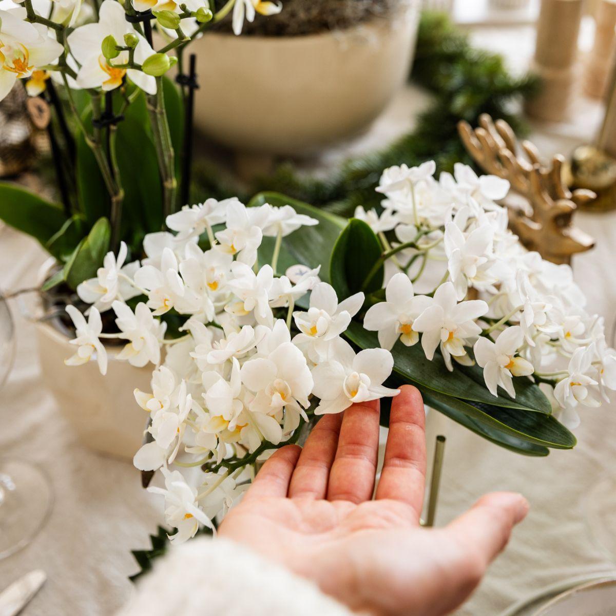 Kolibri Orchids | Orchidea bianca 'Nazaré' + vaso decorativo Pearl Travertino - dimensioni del vaso Ø9cm | pianta da appartamento fiorita - fresca dal coltivatore