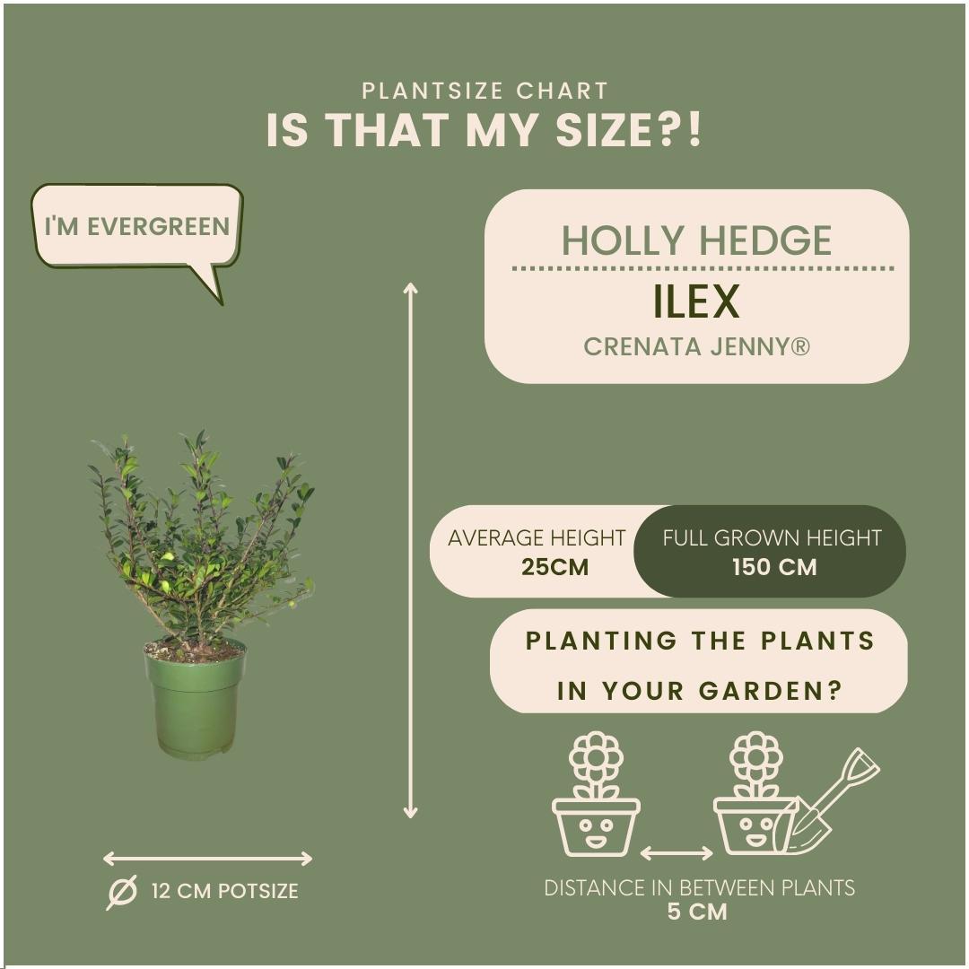Ilex crenata 'Jenny' ® - Ø12 cm - ↕20 cm