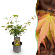 Acer palmatum Katsura - Oranje - 1 Plant - Bladverliezend - Weinig Onderhoud - Pot 12cm Hoogte 35cm