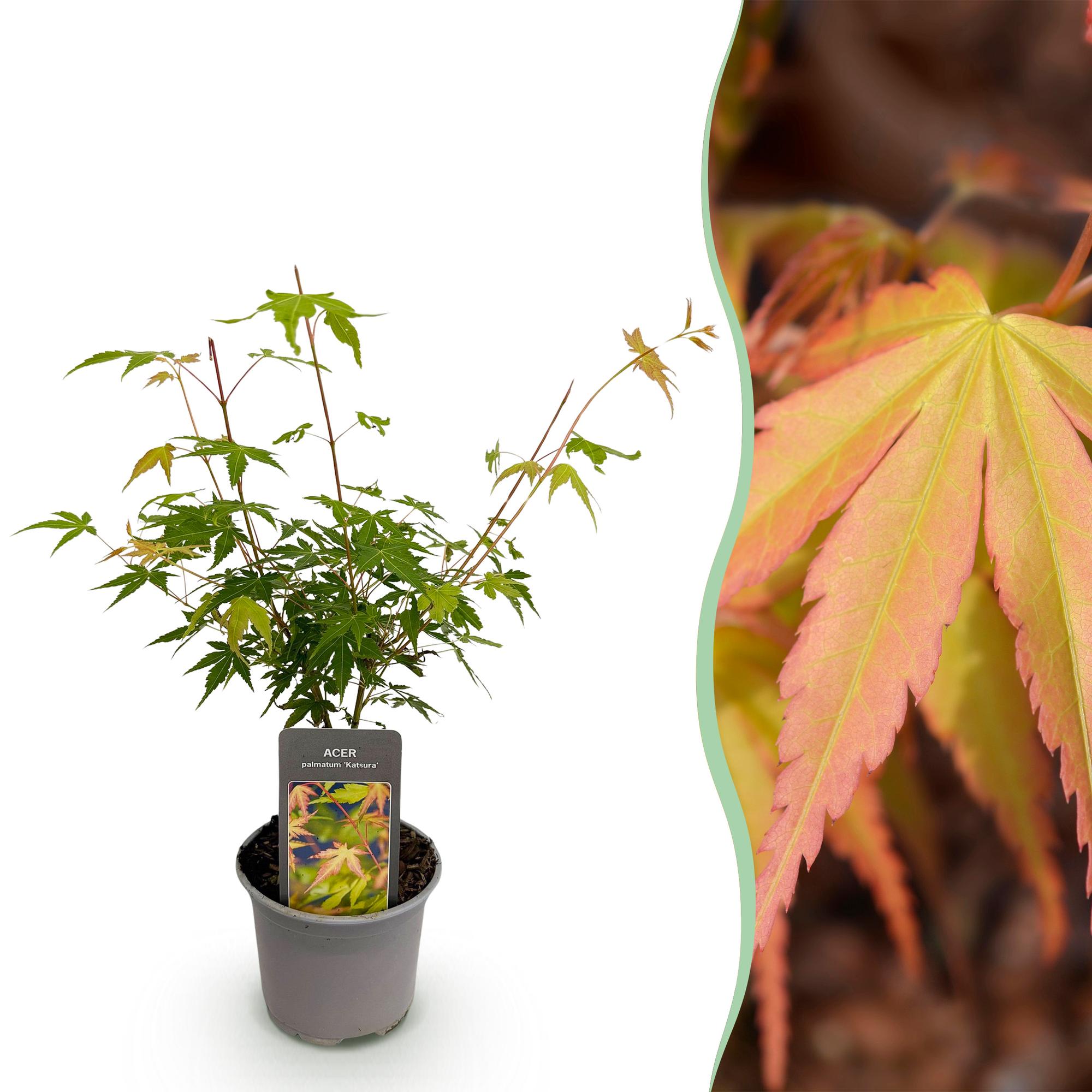 Acer palmatum Katsura - Oranje - 1 Plant - Bladverliezend - Weinig Onderhoud - Pot 12cm Hoogte 35cm