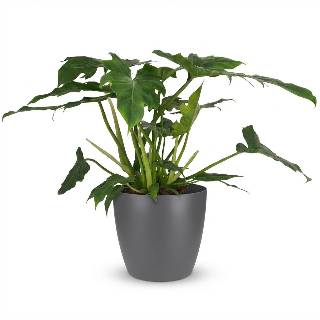 Philodendron - Philodendron Lacerum - Groen - Weinig onderhoud - 1 Plant - met Potter Grijs - Pot 19cm - Hoogte 65cm