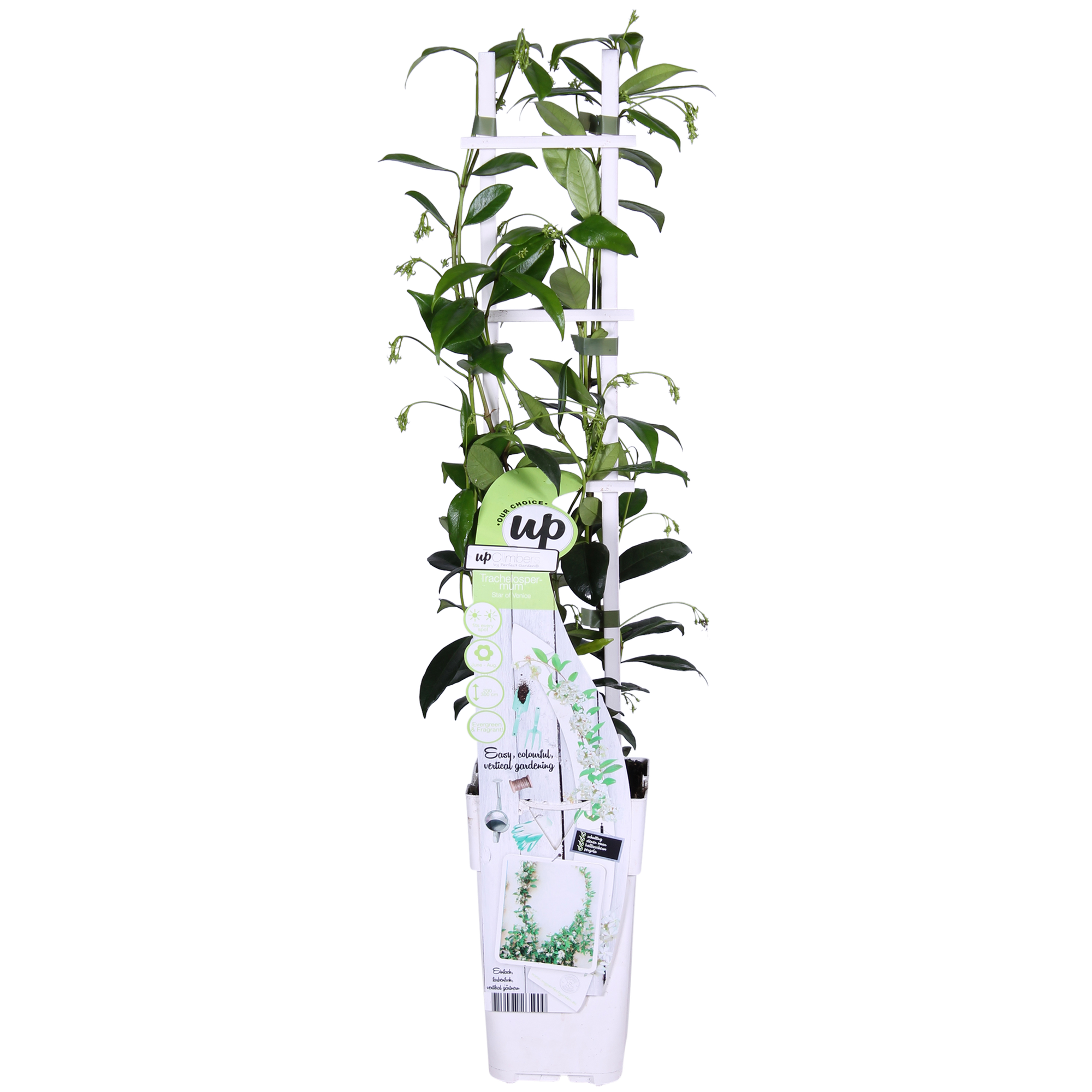 Trachelospermum 'Estrella de Venecia' - Jazmín blanco toscano - Ø15 cm - ↕65 cm